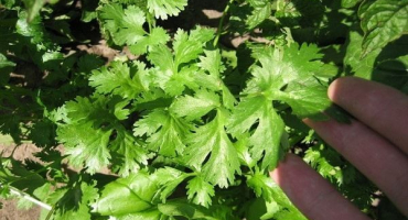 Popis odrůdy koriandru jantaru, borodinsky a debutové rysy pěstování a péče